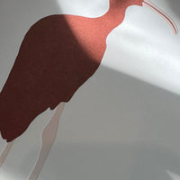 Ibis Print