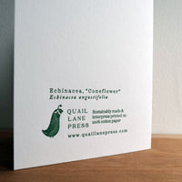 Echinacea Flower Card