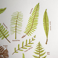 Ferns Print