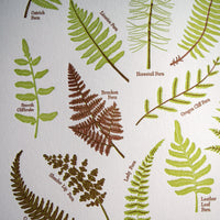 Ferns Print