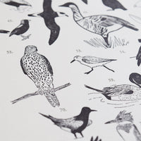 100 Illustrated Birds Print
