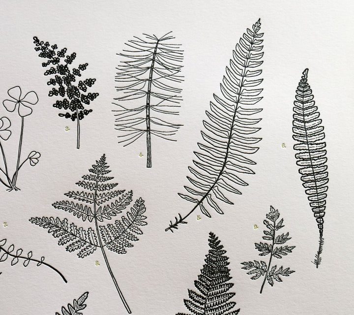 Illustrated Prints