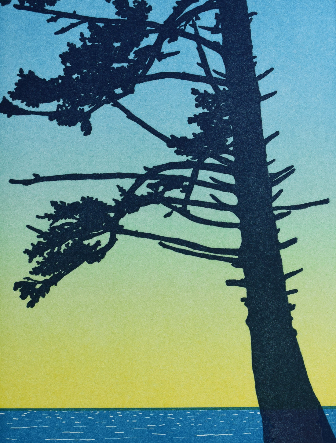 Sitka Spruce Card