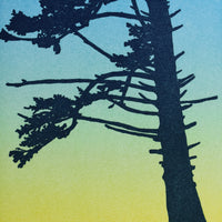 Sitka Spruce Card