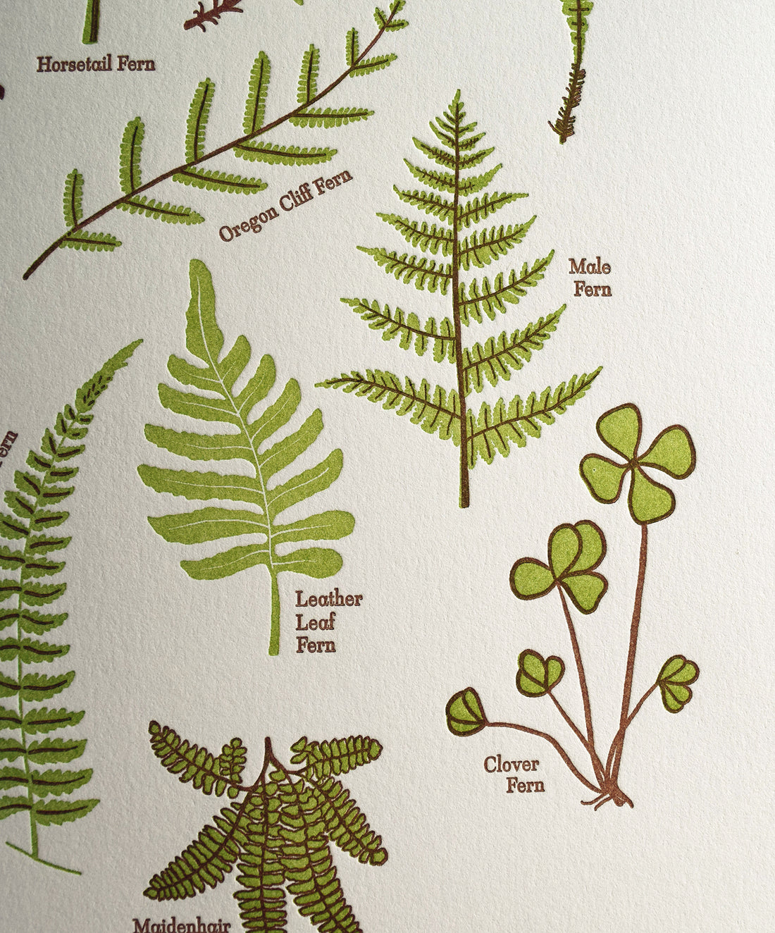 Ferns Print