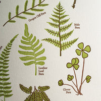 Ferns Print