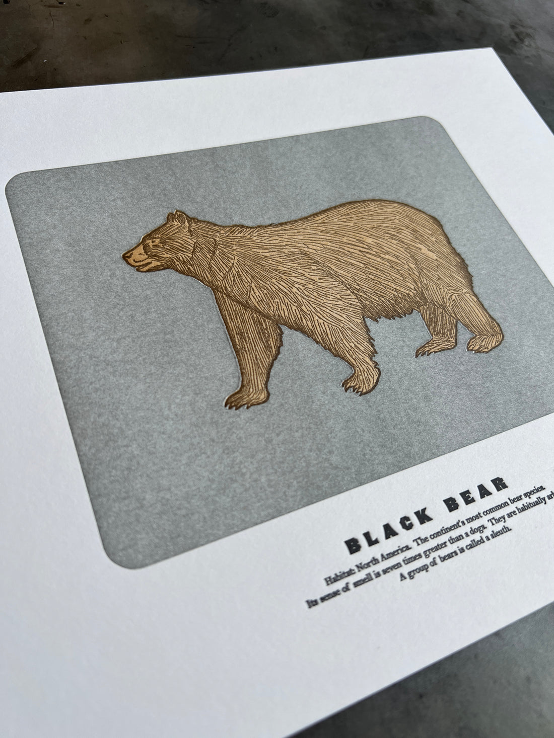 Black Bear Print