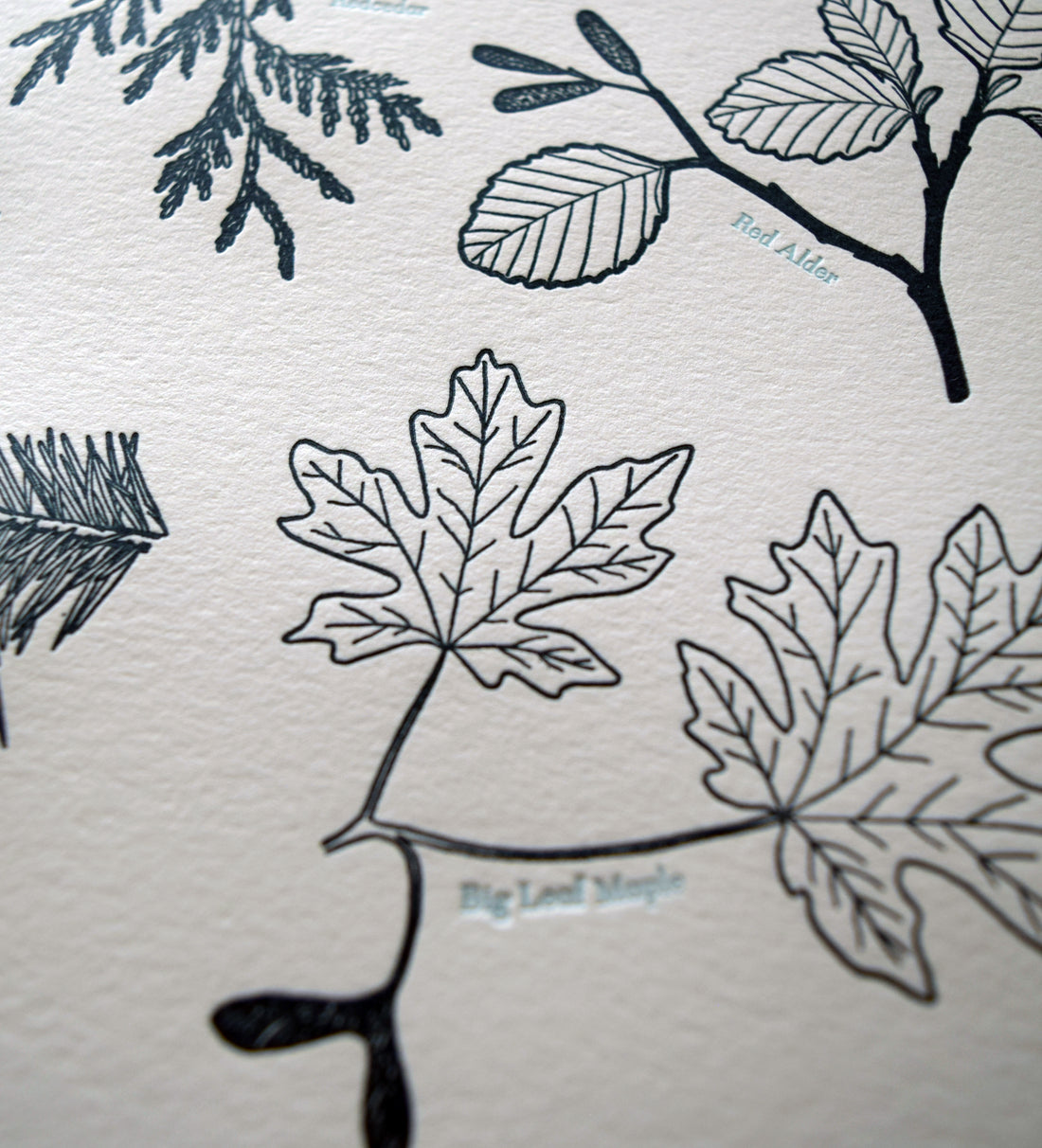 Pacific Northwest Tree Chart