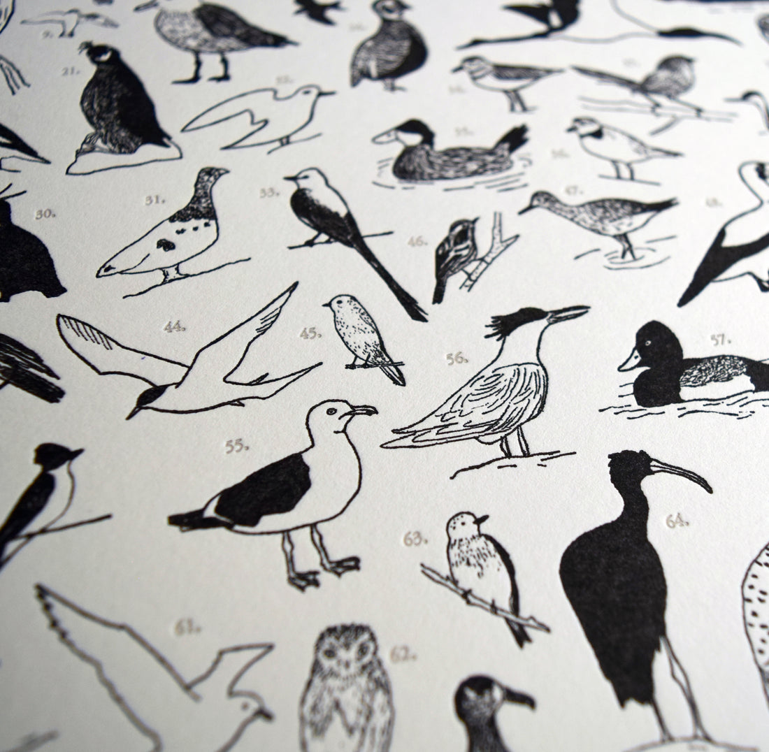 100 Illustrated Birds Print