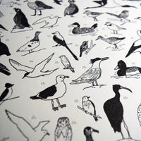 100 Illustrated Birds Print