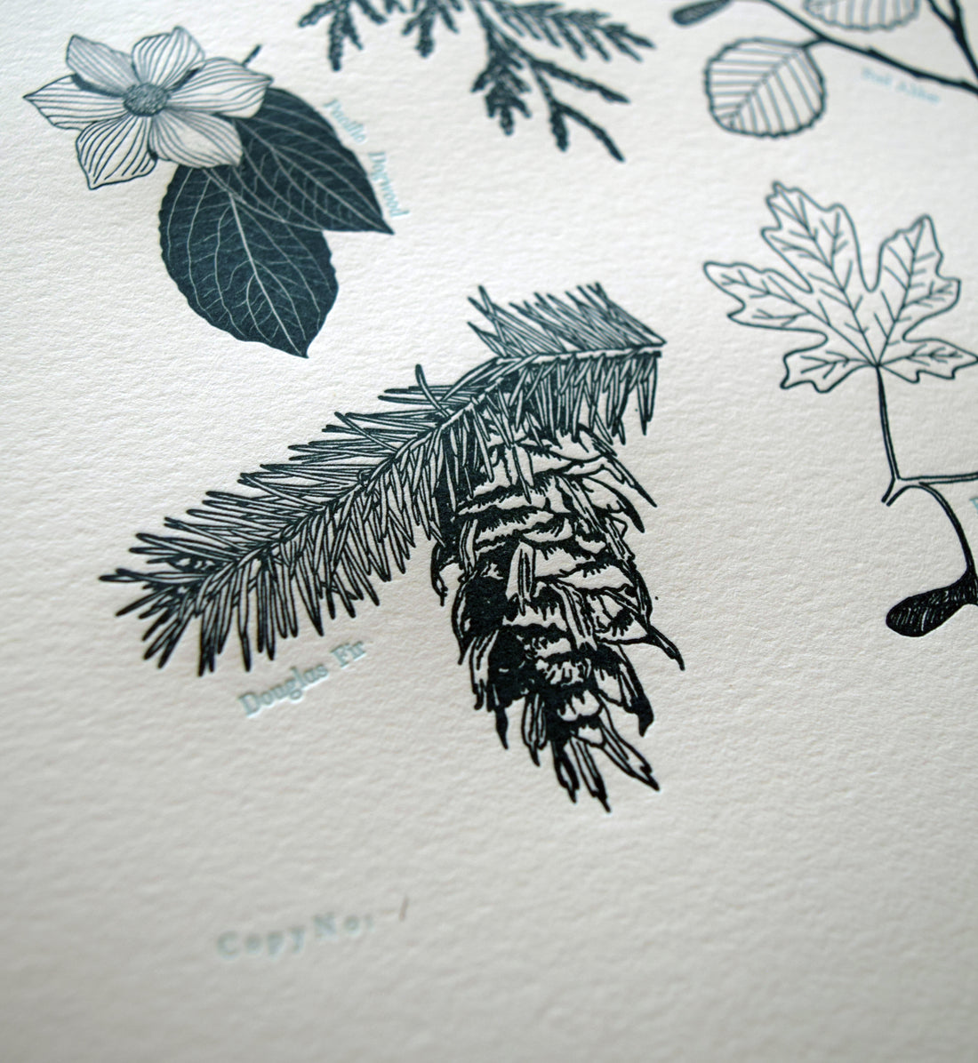 Pacific Northwest Tree Chart