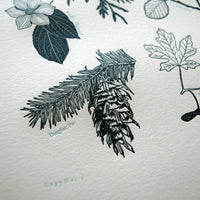 Pacific Northwest Tree Chart
