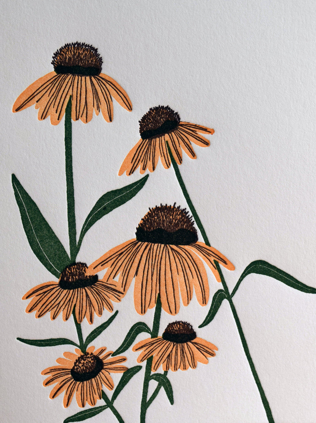 Echinacea Flower Card