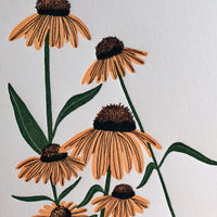 Echinacea Flower Card