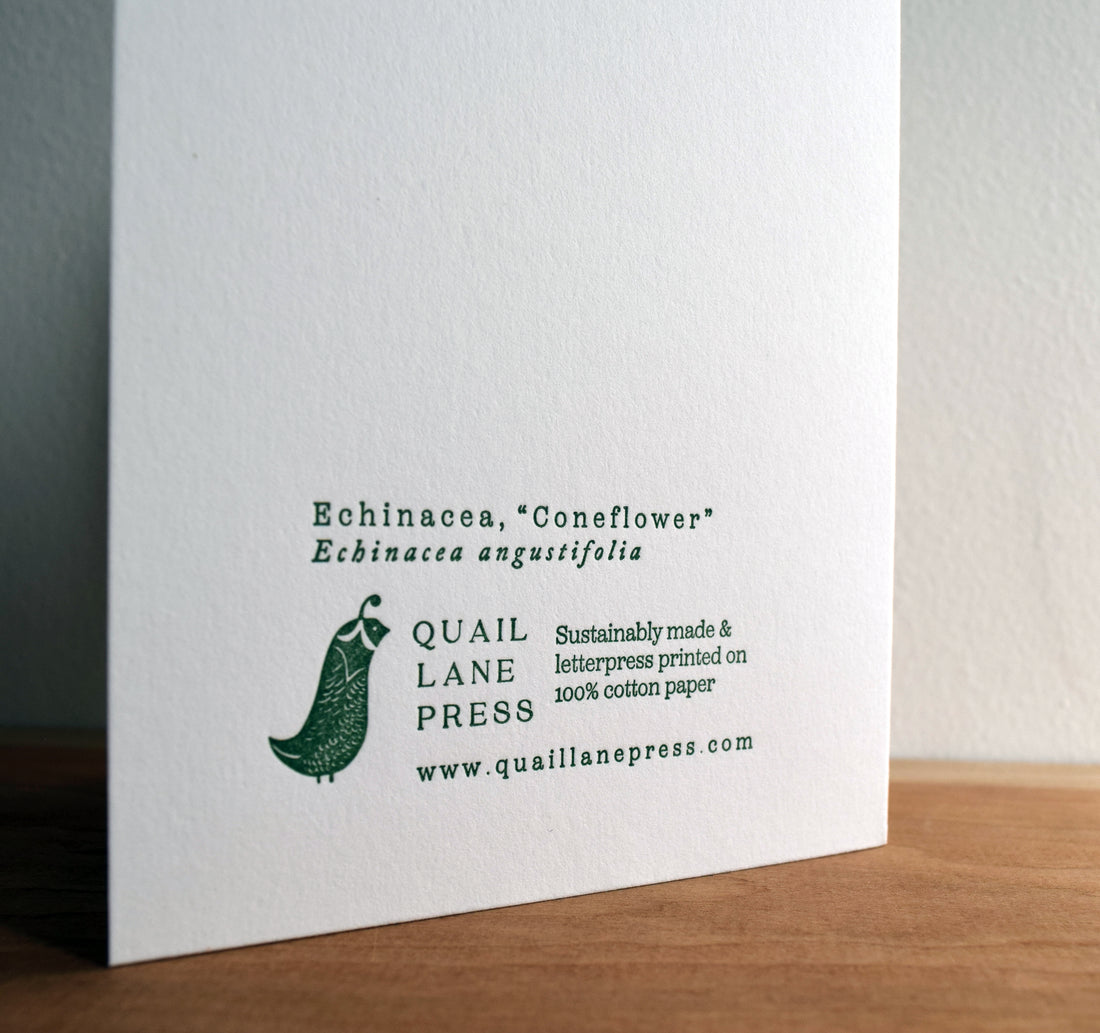 Echinacea Flower Card