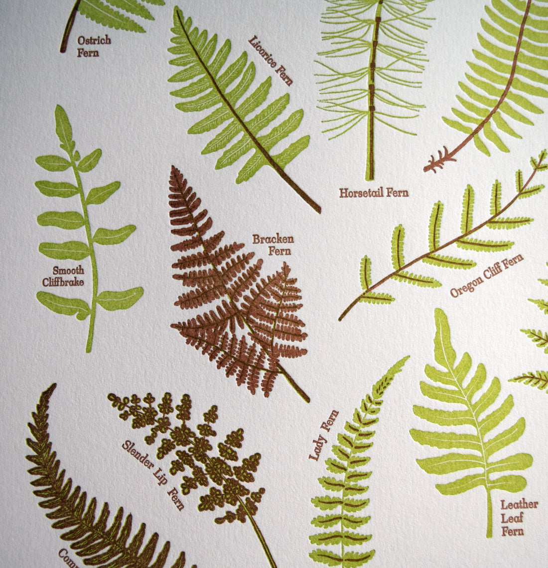 Ferns Print