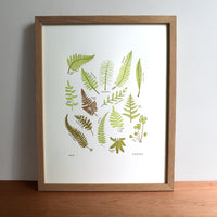Ferns Print