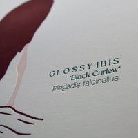 Ibis Print