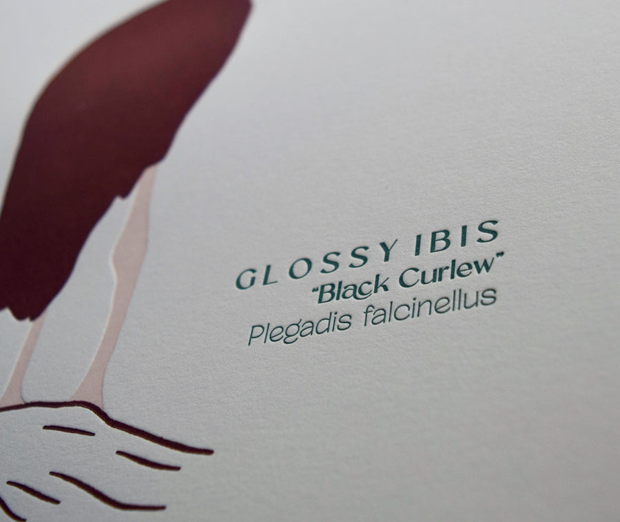 Ibis Print