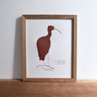 Ibis Print