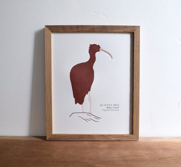 Ibis Print