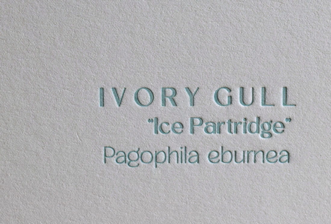 Ivory Gull Print