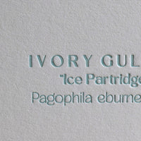 Ivory Gull Print