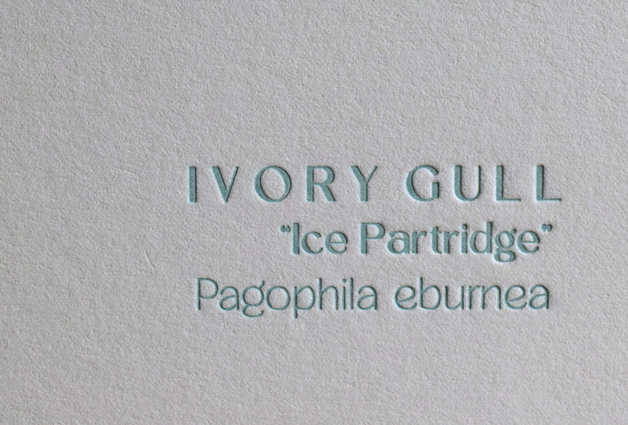 Ivory Gull Print