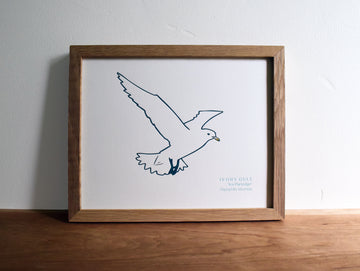 Ivory Gull Print
