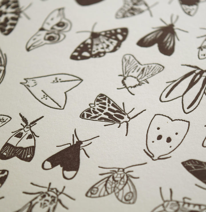 Letterpress print moths chart fine art wall decor