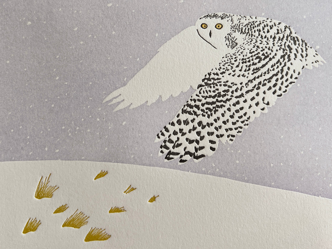 Snowy Owl on Tundra Card