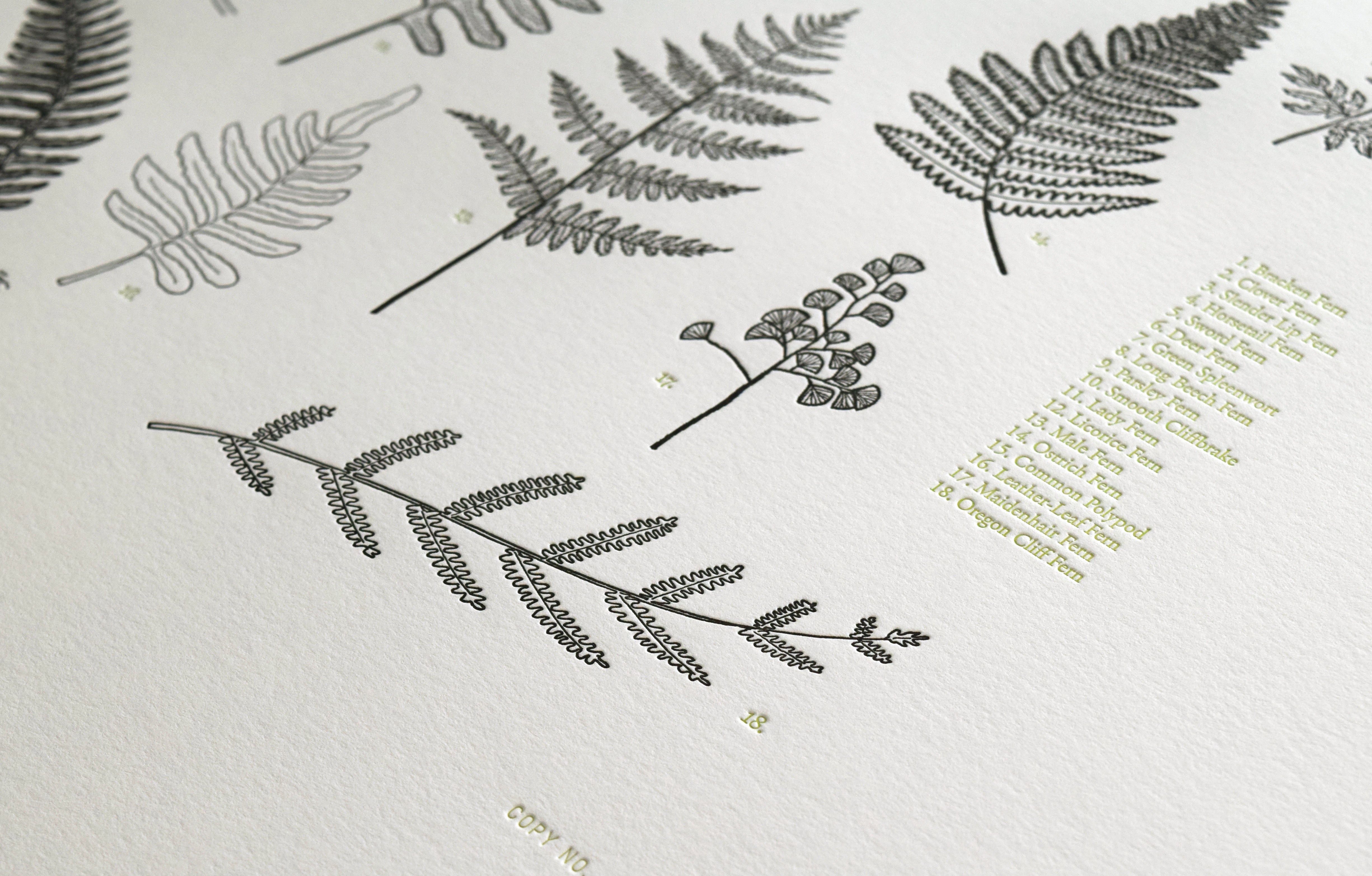 Ferns Print – Quail Lane Press