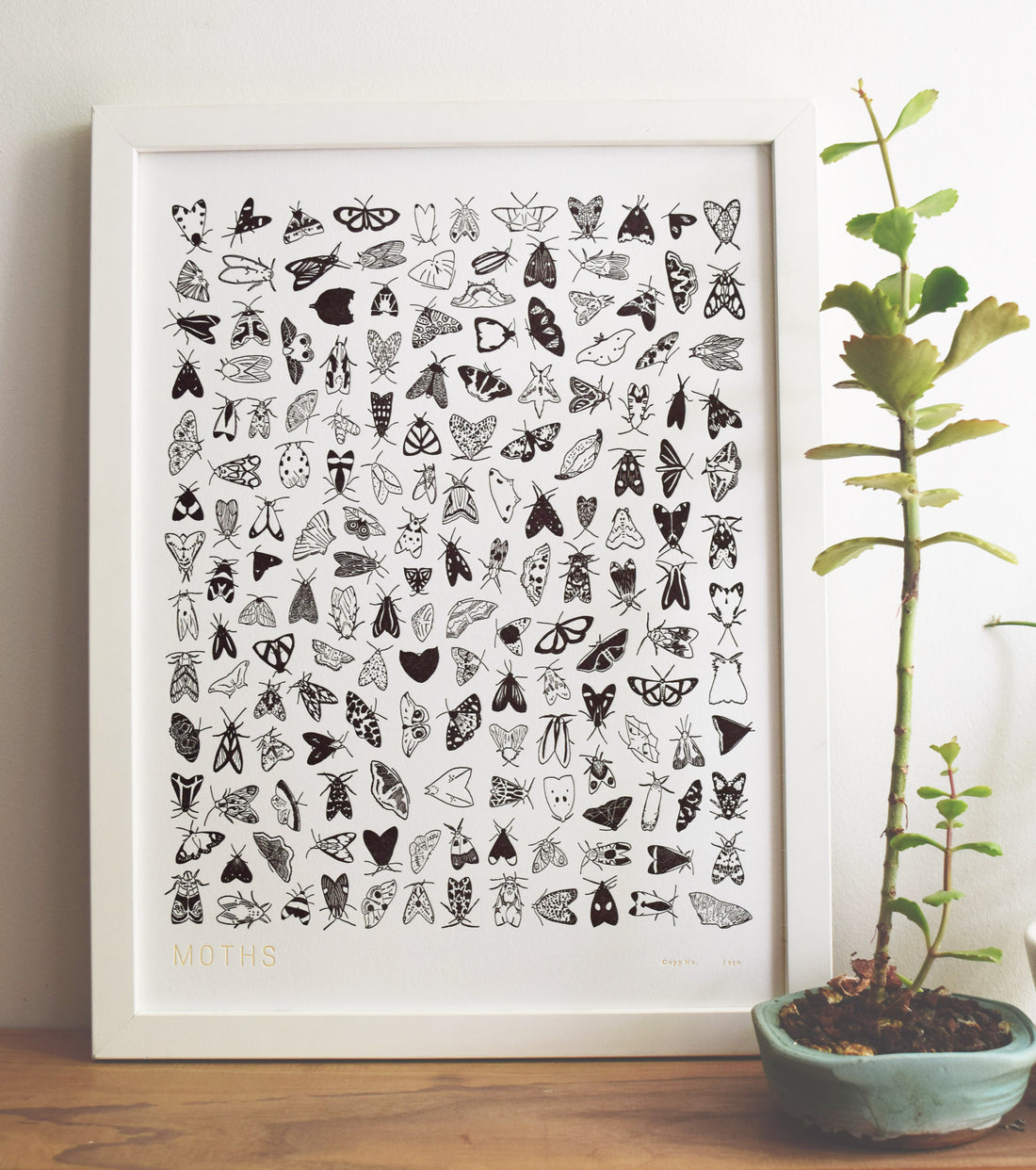 Hand-drawn framed letterpress printed moth chart alongside a tall succulent.  letterpress wall decor 