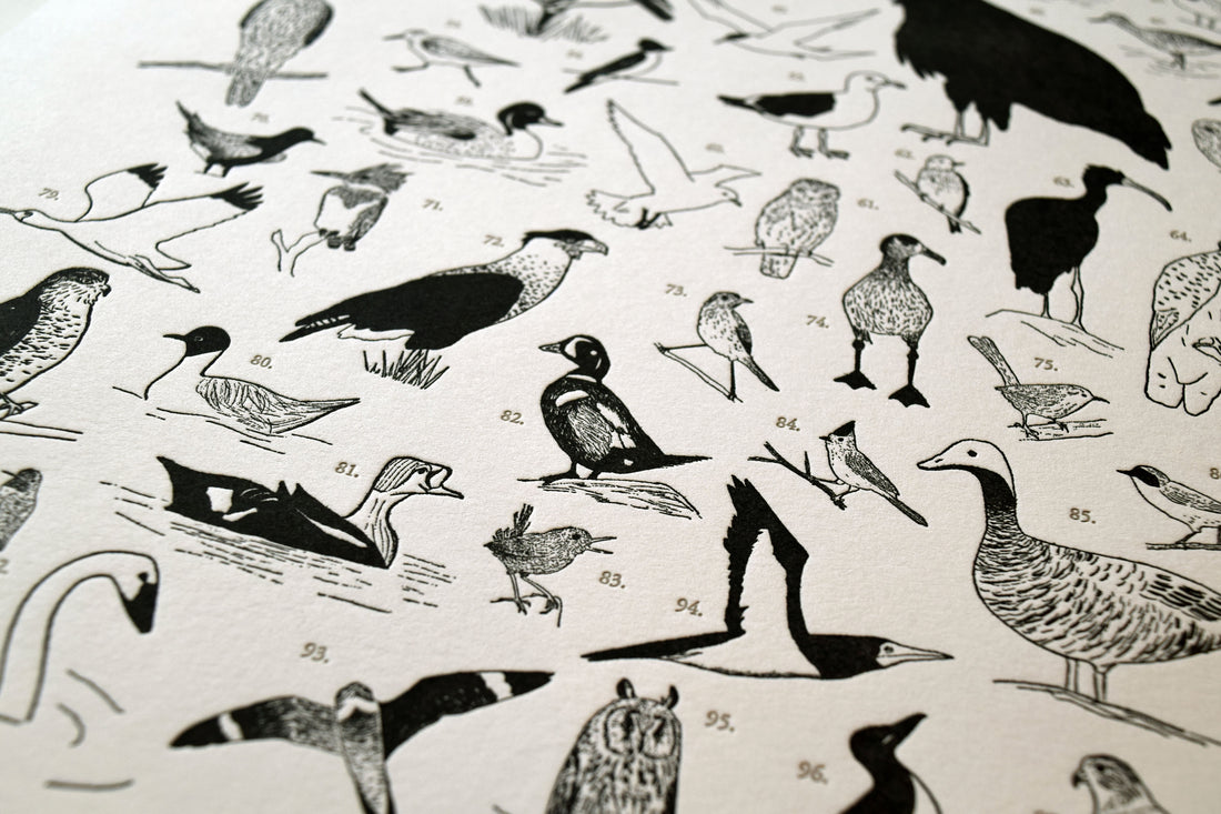 Hand-drawn Letterpress Bird Chart Closeup