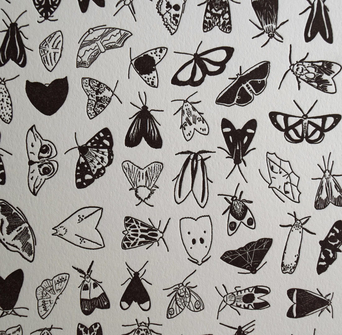 Chart of moth species hand-drawn printed on letterpress in black ink