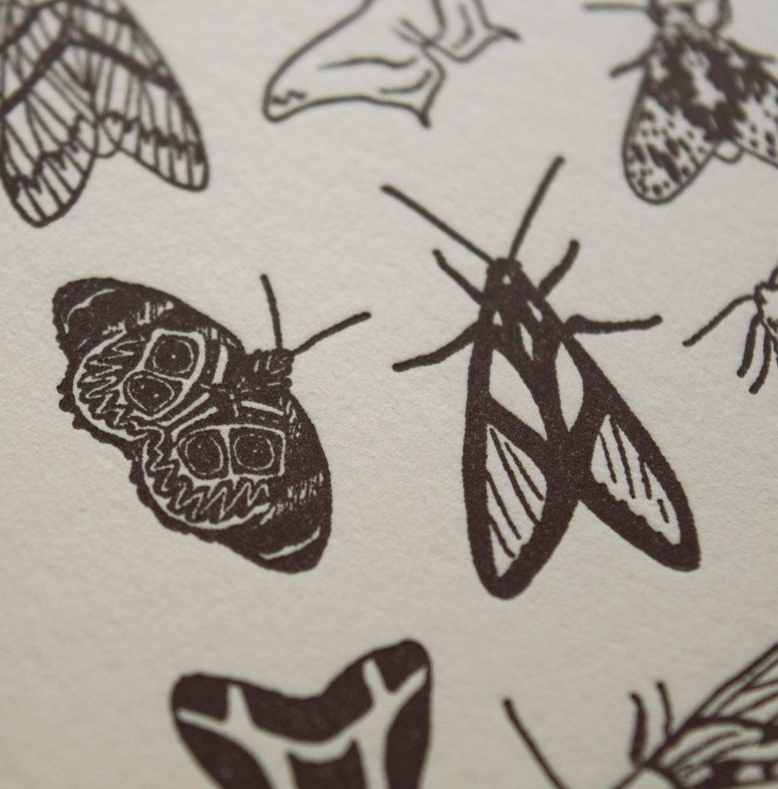 Detailed photo of letterpress print depicting moth varieties in black ink