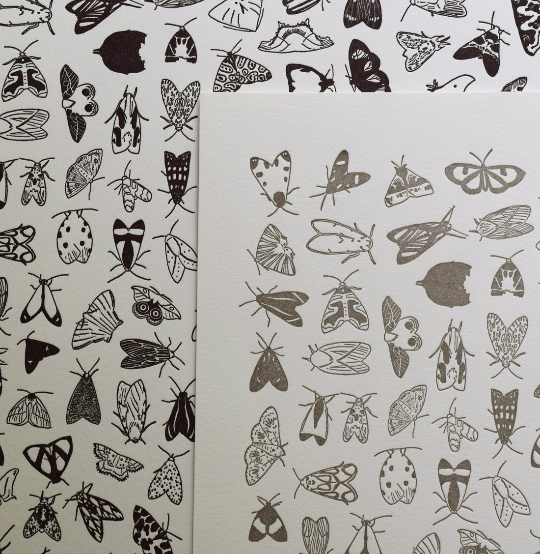 hand-drawn moth species chart printed on archival cotton Lettra paper on Vandercook Universal I letterpress