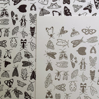 hand-drawn moth species chart printed on archival cotton Lettra paper on Vandercook Universal I letterpress