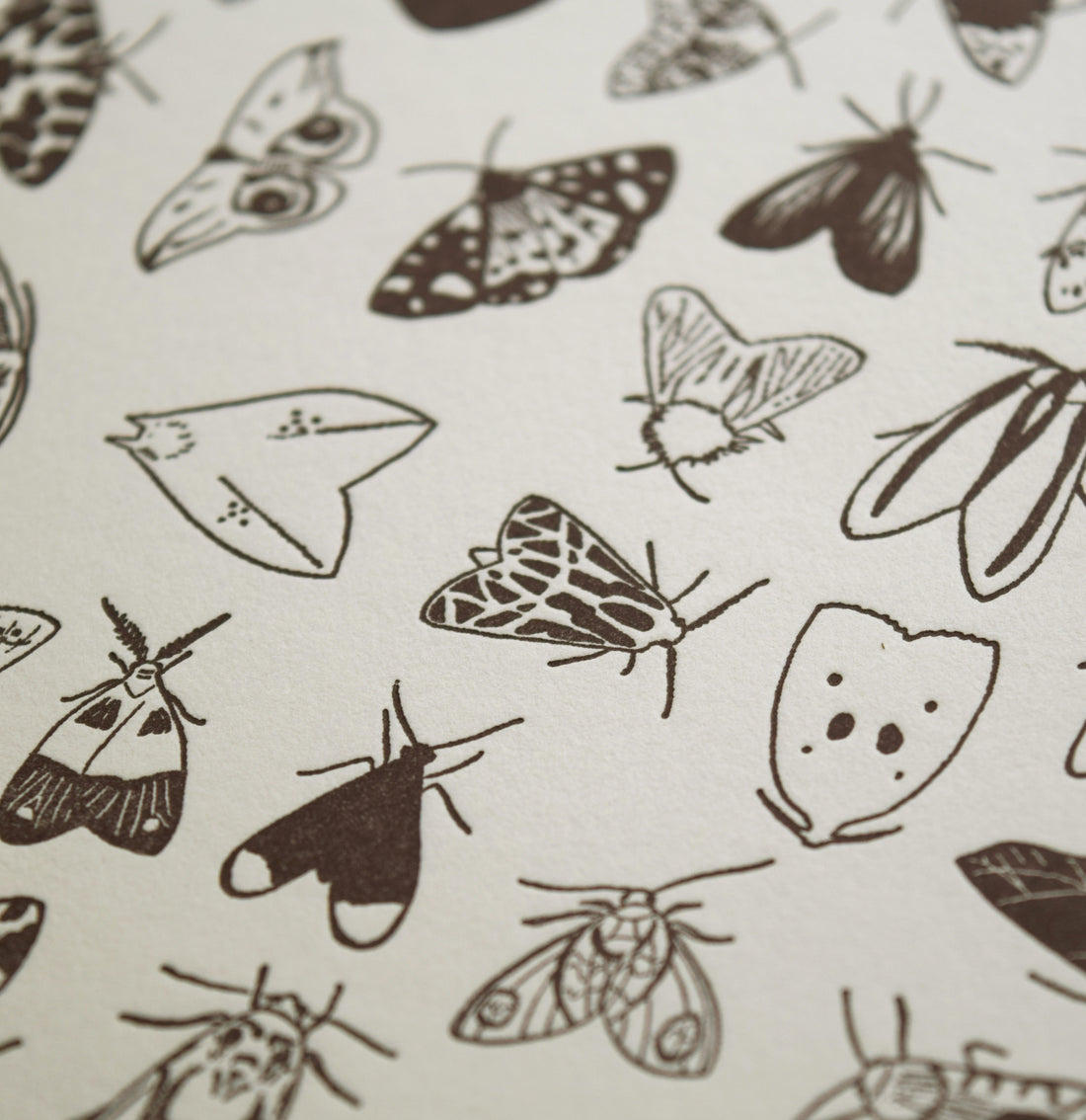 Letterpress art print depicting varieties of moths in black ink printed on Vandercook Universal I letterpress