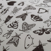 Artistic letterpress print of moth species printed in black on cotton Lettra paper printed on Vandercook letterpress