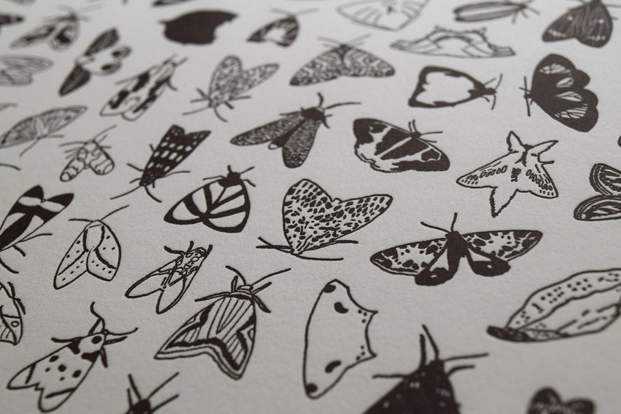Artistic letterpress print of moth species printed in black on cotton Lettra paper printed on Vandercook letterpress