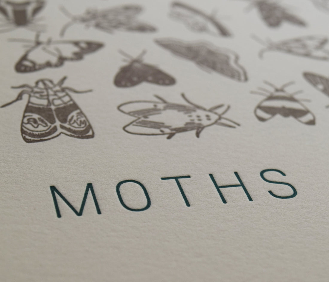 Moth chart wall art hand-drawn hand-printed letterpress art