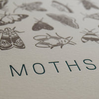 Moth chart wall art hand-drawn hand-printed letterpress art