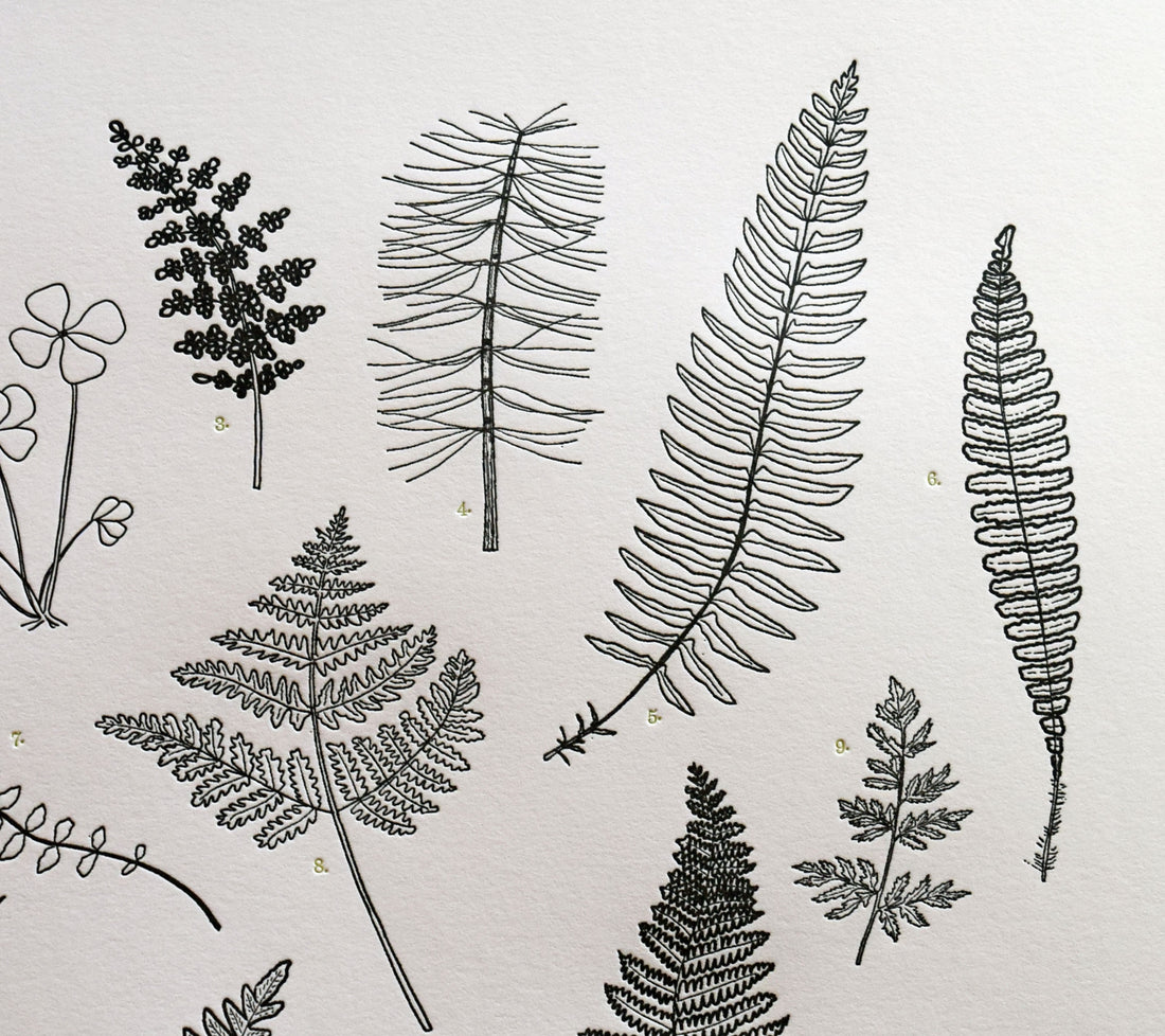 Letterpress wall art fern chart print